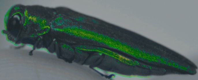Tba Insects D.A. Tussey-Research Interests